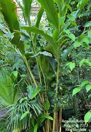 Image result for Renealmia