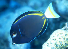 Black Surgeon Fish Coral Reef