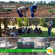 Find out everything you need to know about driving in south africa, including tips for renting and driving your car and advice on staying safe. San Miguel Global Our Farms In South Africa In This Time Of The Year There S A Lot Going On In Our Farms Yield Estimates Are Done And It Seems A Promising