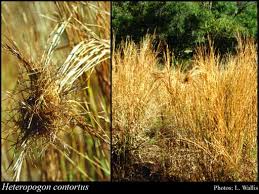 Image result for Heteropogon contortus