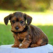 24 My Dream Puppy Ideas Puppies Yorkie Mix Cute Puppies
