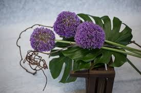 Home wholesale consumer bunches special events contact. Wholesale Mellano Company