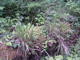 Image result for Anthoxanthum