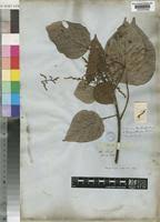 Image result for Macaranga capensis