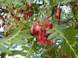 Image result for Schinopsis