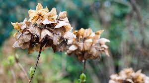 Dann sollten sie ihre kletterhortensie schneiden, aber auch schwache und zu dicht stehenden triebe, totholz und vertrocknete blüten sind gute gründe, für die sich der einsatz der gartenschere lohnt. Hortensien Schneiden Wann Ist Der Richtige Zeitpunkt Ndr De Ratgeber Garten Zierpflanzen