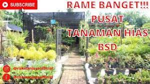 Jual saung bambu atau gazebo bambu ukuran 2 x 2 meter. Pusat Tanaman Hias Bsd Serpong I Taman Kota 2 Youtube