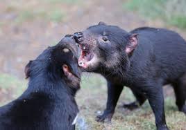 Tasmanian devils' life span in the wild is about seven to eight years. Into The Wild Tasmanian Devil Shows Why It S A Natural Born Killer Unsw Newsroom