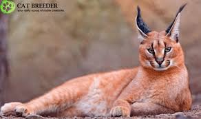 Caracal cat book your appointment to own caracal kitten, caracal kittens for sale now Top 10 Stunning Exotic Cats To Keep As Pet Cats For Breeding Informations