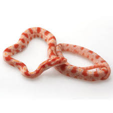 Yes, some pets are potentially dangerous, especially for children who don't know how to respect their snake. Albino Corn Snakes For Sale Corn Snakes For Sale Petco