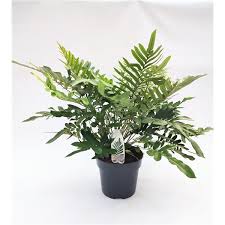 Image result for Blechnum tabulare