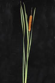 Image result for Typha capensis