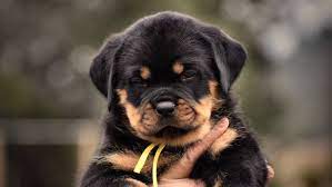 Find rottweiler puppies for sale and dogs for adoption. German Rottweiler Puppies For Sale