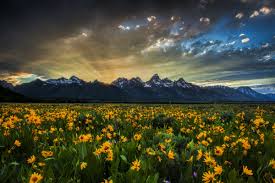 The bright yellow flowers have three petals and three petal like sepals that curve backwards. Wild For Wildflowers U S Department Of The Interior