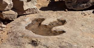 We did not find results for: Dinosaur Footprints How Do They Form And What Can They Tell Us Natural History Museum