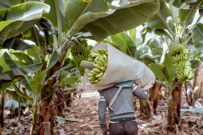 En Salta y Jujuy eval�an alternativas para el cultivo de banana