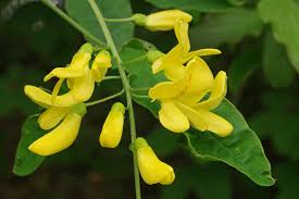 Image result for Laburnum