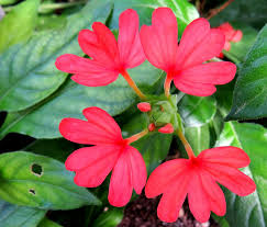 Image result for Crossandra nilotica