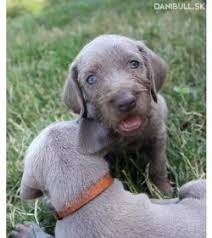 Image result for slovenský ohař hrubosrstý