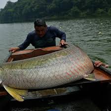 Bagi kamu yang belum pernah melihat ikan terbesar di dunia, berikut beberapa ikan yang memiliki ukuran sangat besar yang pernah ditangkap. Inilah 6 Ikan Paling Mengerikan Di Dunia Salah Satunya Ada Di Indonesia Global Liputan6 Com