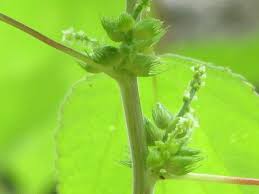 Image result for Acalypha ciliata