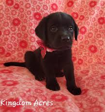 We did not find results for: Puppy Gallery Lab Puppies Southern California