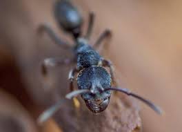 A wild animal pest must be controlled using the proper elimination, eradication or animal capture techniques. Action Pest Control Pest Termite Solutions For Homes Businesses