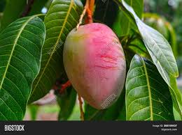 Florida, united states angie mango is a dwarfing mango tree from florida with excellent eating quality. Tropical Mango Tree Image Photo Free Trial Bigstock