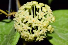 Хойи на букву а hoya anulata hoya archboldiana hoya ariadna hoya australis hoya acicularis hoya alagensis hoya albiflora hoya anncajanoae. Hoya Merrillii Rooted Cutting Tropics Home