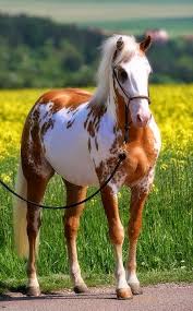 Pin By Murat Tosun On Horses Horses Pretty Horses Animals