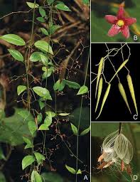 Image result for Vincetoxicum