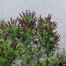 Image result for Indigofera ramosa