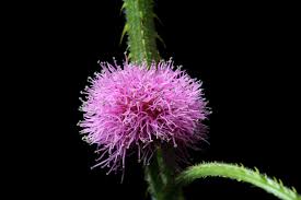 Image result for Mimosa mossambicensis