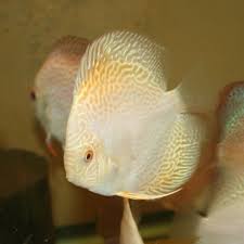 Yellow Gold Diamond Discus Fish For Sale Discus Discus Fish