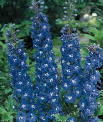 Pacific Giant Blue Bird Delphinium Seeds Perennial Flower Seeds