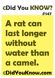 The kangaroo rat can survive without water longer than a camel. Did You Know Did You Know 147 Intresting Facts Fun Facts About Animals Wow Facts