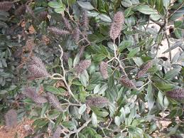 Image result for Tessmannia