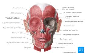 Download ppt muscle diagrams labels 2014. Learn The Facial Muscles With Quizzes Labeled Diagrams Kenhub