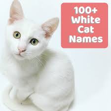 Layden and in ireland layden means grey lady. 100 Unusual And Unique Names For White Cats And Kittens Pethelpful