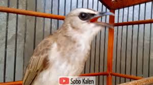 Memancing trucuk pasti langsung bunyi, trucuk king cobra, masteran trucukan juara. Sobo Kalen Youtube Channel Analytics And Report Powered By Noxinfluencer Mobile