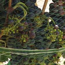 Texas wines have even won awards held elsewhere. Texas Weather Makes For Great Grape Growing Local Wine Maker Says Kfox