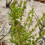 Image result for Crepidorhopalon