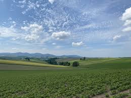 Cis | CandFans (キャンドファンズ)