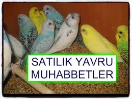 Yavru Muhabbet Kusu Ucretli Sahiplendirme Mart Youtube
