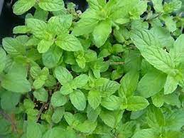 Cotton Candy Mint Herb Plant Culinary And Tea Mint Www Colonialcreekfarm Com Mint Plants Planting Herbs Plants