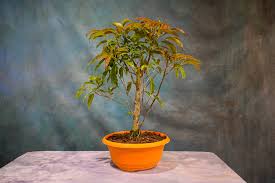 Image result for Ficus virens