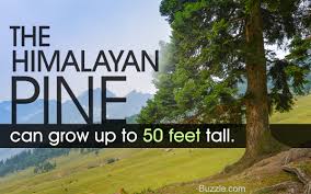 A mystical tree worshiped in many past civilizations, the pine tree represents immortality in the far east due to its long life span and its peculiar sap. Types Of Pine Trees Listed With Awesome Pictures Gardenerdy