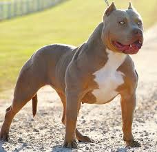 Maybe you would like to learn more about one of these? Xxl Bully Pitbull