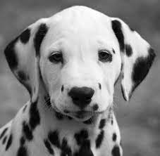 18 dogs whose ears make you feel things dalmatiner hunde dalmatiner welpen hunde