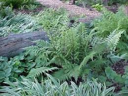 The Woodland Garden Woodland Garden Beautiful Gardens Shade Garden